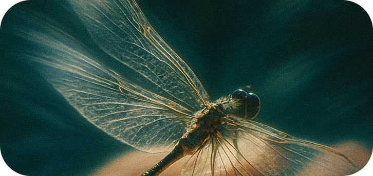Dragonfly on plant